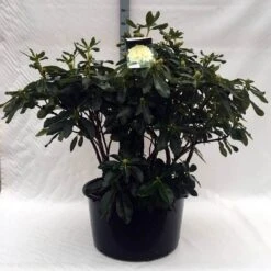 Rhododendron (Rhododendron 'Horizon Monarch') -Green Roots Exporteren Winkel r. horizon monarch c80 1