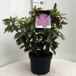 Rhododendron (Rhododendron 'Kokardia') -Green Roots Exporteren Winkel r. kokardia c10 50 cm