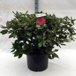 Rhododendron (Rhododendron 'Lord Roberts') -Green Roots Exporteren Winkel r. lord roberts c40 1