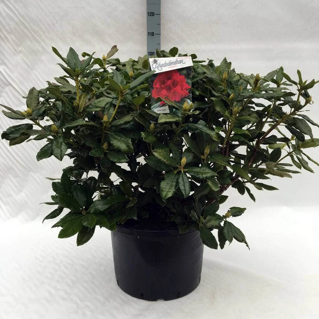 Rhododendron (Rhododendron 'Lord Roberts') 7 Rhododendron (Rhododendron 'Lord Roberts') - Afbeelding 7