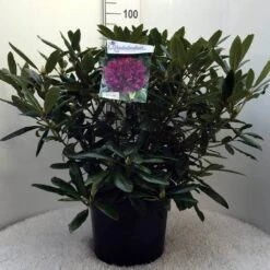 Rhododendron (Rhododendron 'Marcel Menard') -Green Roots Exporteren Winkel r. marcel menard c20 1