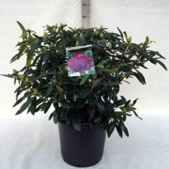 Rhododendron (Rhododendron 'Marcel Menard') -Green Roots Exporteren Winkel r. marcel menard c30 1