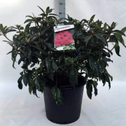 Rhododendron (Rhododendron 'Marie Forte') -Green Roots Exporteren Winkel r. marie forte c30 1