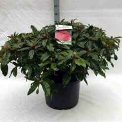 Rhododendron (Rhododendron 'Marie Forte') -Green Roots Exporteren Winkel r. marie forte c40 1
