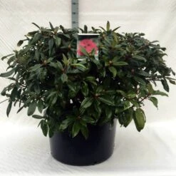 Rhododendron (Rhododendron 'Marie Forte') -Green Roots Exporteren Winkel r. marie forte c80 1