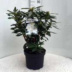 Rhododendron (Rhododendron 'Madame Masson') -Green Roots Exporteren Winkel r. mme masson c10 50 cm 1