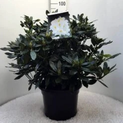 Rhododendron (Rhododendron 'Madame Masson') -Green Roots Exporteren Winkel r. mme masson c20