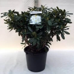 Rhododendron (Rhododendron 'Madame Masson') -Green Roots Exporteren Winkel r. mme masson c30 1