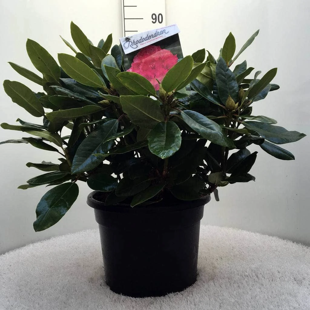 Rhododendron (Rhododendron 'American Beauty') 7 Rhododendron (Rhododendron 'American Beauty') - Afbeelding 7