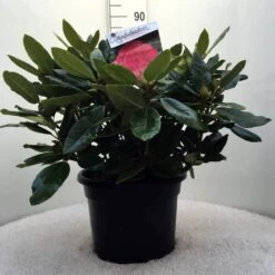Rhododendron (Rhododendron 'American Beauty') -Green Roots Exporteren Winkel r. p.a. beauty c20