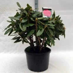Rhododendron (Rhododendron 'American Beauty') -Green Roots Exporteren Winkel r. pierce amercian beauty c40