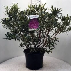 Bosrhododendron (Rhododendron Ponticum 'Variegatum') -Green Roots Exporteren Winkel r. pont. variegatum c20 1