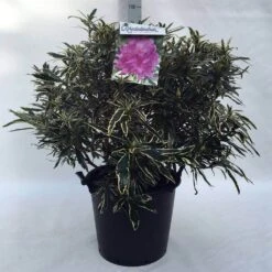 Bosrhododendron (Rhododendron Ponticum 'Variegatum') -Green Roots Exporteren Winkel r. pont. variegatum c30