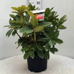 Rhododendron (Rhododendron 'Red Jack') -Green Roots Exporteren Winkel r. red jack c10 50 cm