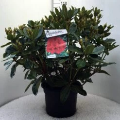 Rhododendron (Rhododendron 'Red Jack') -Green Roots Exporteren Winkel r. red jack c20