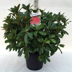 Rhododendron (Rhododendron 'Red Jack') -Green Roots Exporteren Winkel r. red jack c30