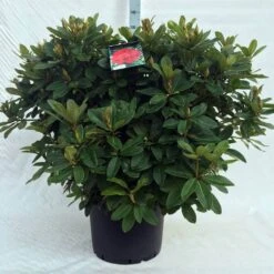 Rhododendron (Rhododendron 'Red Jack') -Green Roots Exporteren Winkel r. red jack c40