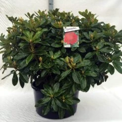 Rhododendron (Rhododendron 'Red Jack') -Green Roots Exporteren Winkel r. red jack c80