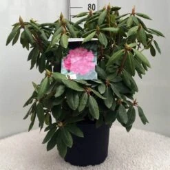 Rhododendron (Rhododendron 'Roseum Elegans') -Green Roots Exporteren Winkel r. roseum elegans c10 50 cm 1