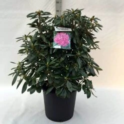 Rhododendron (Rhododendron 'Roseum Elegans') -Green Roots Exporteren Winkel r. roseum elegans c30 1