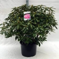 Rhododendron (Rhododendron 'Roseum Elegans') -Green Roots Exporteren Winkel r. roseum elegans c40