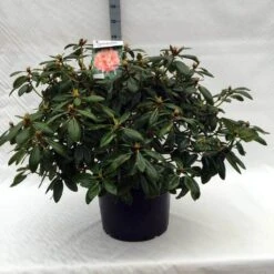Rhododendron (Rhododendron 'Virginia Richards') -Green Roots Exporteren Winkel r. virginia richards c40 2