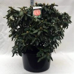 Rhododendron (Rhododendron 'Virginia Richards') -Green Roots Exporteren Winkel r. virginia richards c80