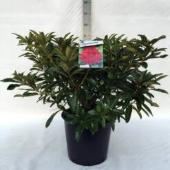 Rhododendron (Rhododendron 'Wilgen's Ruby') -Green Roots Exporteren Winkel r. wilgen s ruby c30 2