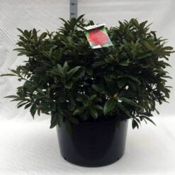 Rhododendron (Rhododendron 'Wilgen's Ruby') 34 Rhododendron (Rhododendron 'Wilgen's Ruby') -Green Roots Exporteren Winkel r. wilgens ruby c80 1