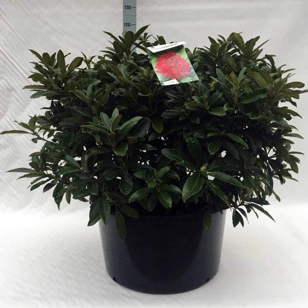 Rhododendron (Rhododendron 'Wilgen's Ruby') 17 Rhododendron (Rhododendron 'Wilgen's Ruby') - Afbeelding 17