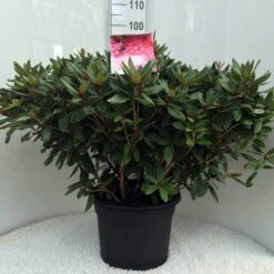 Rhododendron (Rhododendron 'Winsome') -Green Roots Exporteren Winkel r. winsome c20