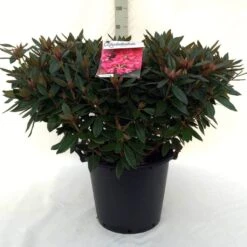 Rhododendron (Rhododendron 'Winsome') -Green Roots Exporteren Winkel r. winsome c30 1