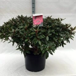 Rhododendron (Rhododendron 'Winsome') -Green Roots Exporteren Winkel r. winsome c40 1