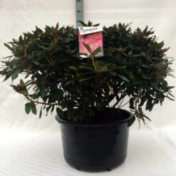 Rhododendron (Rhododendron 'Winsome') -Green Roots Exporteren Winkel r. winsome c80