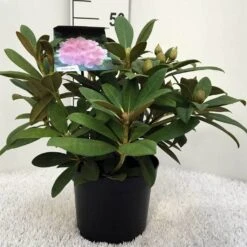 Rhododendron (Rhododendron 'Doc') -Green Roots Exporteren Winkel r. y doc c5 1