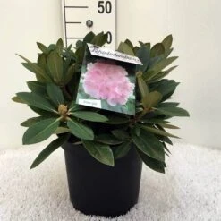 Dwergrhododendron (Rhododendron 'Dreamland') -Green Roots Exporteren Winkel r. y dreamland c5