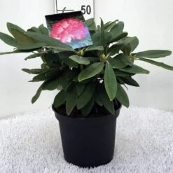 Dwergrhododendron (Rhododendron 'Fantastica') -Green Roots Exporteren Winkel r. y fantastica c5 1