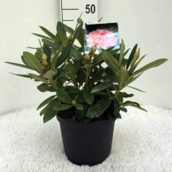 Rhododendron (Rhododendron 'Percy Wiseman') -Green Roots Exporteren Winkel r. y percy wiseman c5