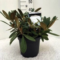 Dwergrhododendron (Rhododendron 'Porzellan') 14 Dwergrhododendron (Rhododendron 'Porzellan') -Green Roots Exporteren Winkel r. y porzelan c5 1