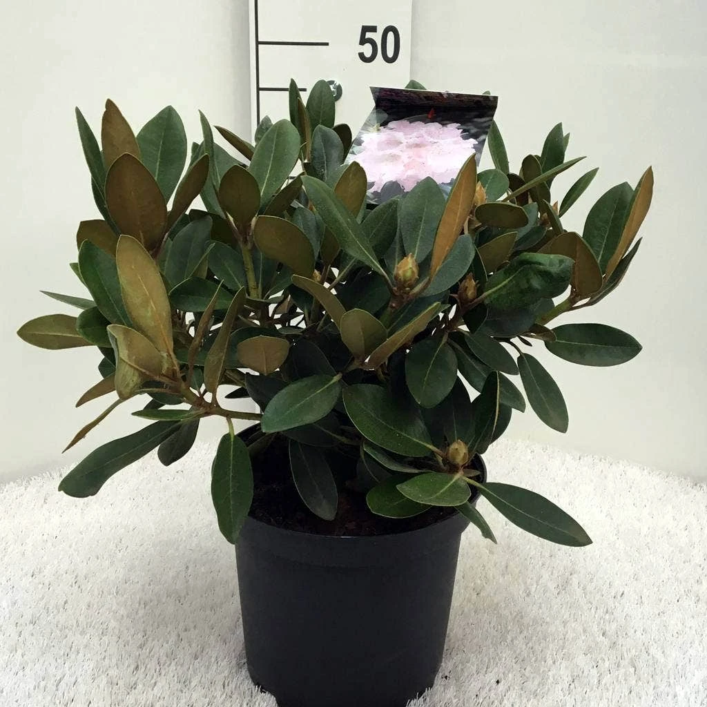 Dwergrhododendron (Rhododendron 'Silberwolke') 3 Dwergrhododendron (Rhododendron 'Silberwolke') - Afbeelding 3