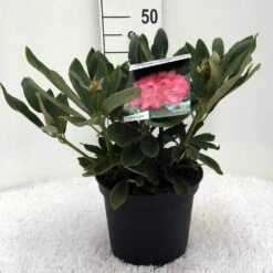 Rhododendron (Rhododendron 'Sneezy') -Green Roots Exporteren Winkel r. y sneezy c5