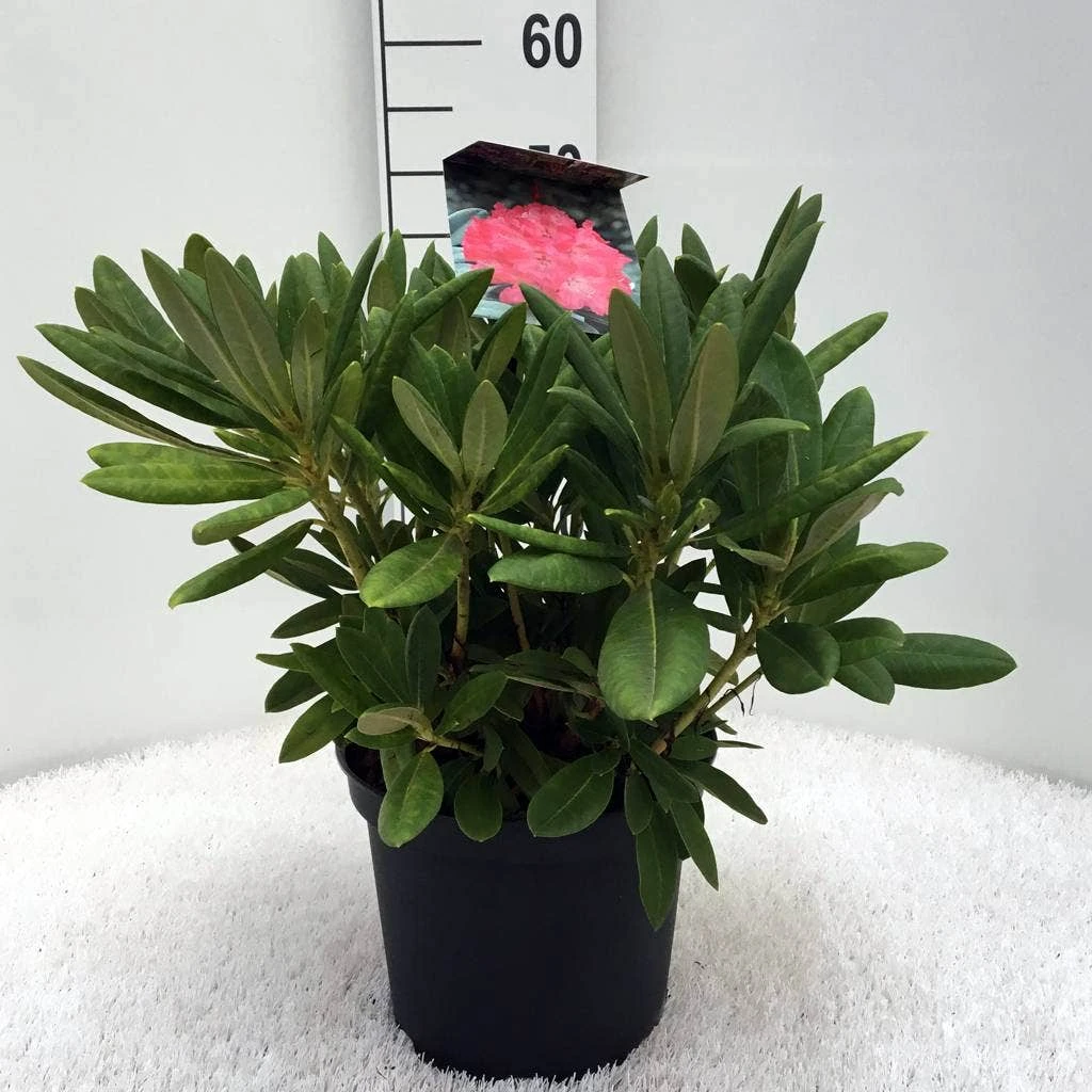 Dwergrhododendron (Rhododendron 'Sweet Sue') 1 Dwergrhododendron (Rhododendron 'Sweet Sue')