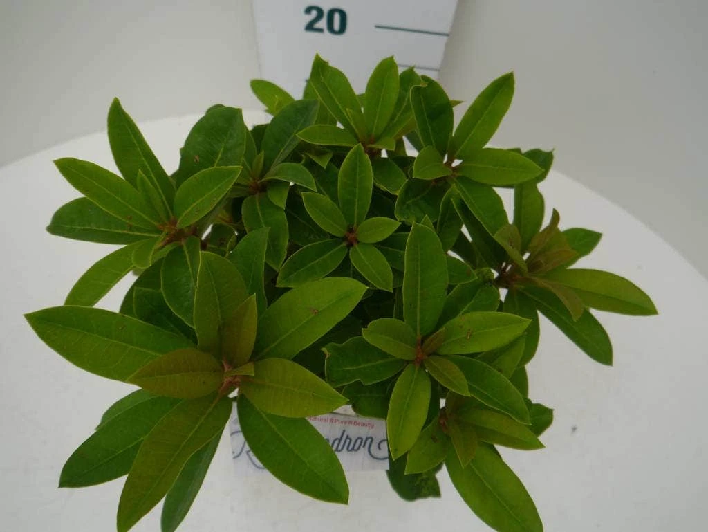 Rhododendron (Rhododendron 'Red Jack') 4 Rhododendron (Rhododendron 'Red Jack') - Afbeelding 4