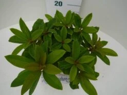 Rhododendron (Rhododendron 'Red Jack') -Green Roots Exporteren Winkel red jack c2 boven 2
