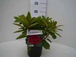 Rhododendron (Rhododendron 'Red Jack') -Green Roots Exporteren Winkel red jack c2 voor 2