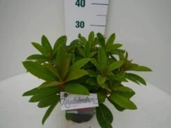 Rhododendron (Rhododendron 'Red Jack') -Green Roots Exporteren Winkel red jack c2 zij 2