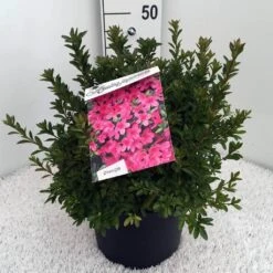 Japanse Azalea (Rhododendron 'Madame Van Hecke') -Green Roots Exporteren Winkel rh. aj mme van hecke c10 1