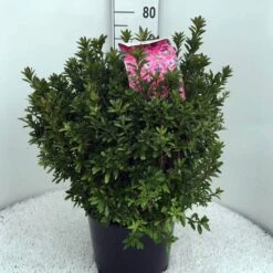 Japanse Azalea (Rhododendron 'Madame Van Hecke') -Green Roots Exporteren Winkel rh. aj mme van hecke c15 1