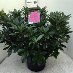 Rhododendron (Rhododendron 'Anah Kruschke') -Green Roots Exporteren Winkel rh. anah kruschke c20