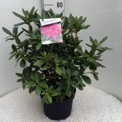 Rhododendron (Rhododendron 'Cosmopolitan') -Green Roots Exporteren Winkel rh. cosmopolitan c10 50 cm 2